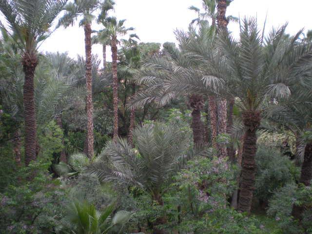 Appart Avec Vue Jardin/Majorelle Marrakesh Ngoại thất bức ảnh